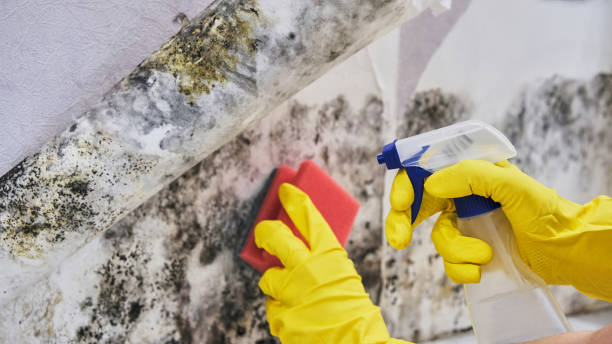 Best Asbestos and Lead Testing During Mold Inspection  in Kaunakakai, HI